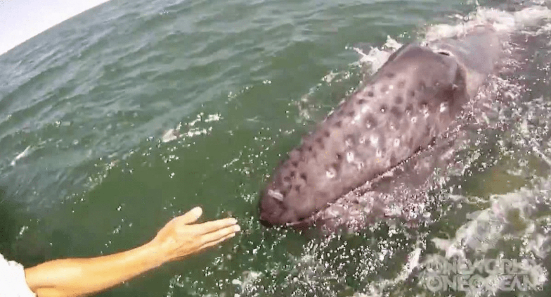 VIDEO: Mama Whale Lifts Her Calf Out Of Water To Greet The Humans