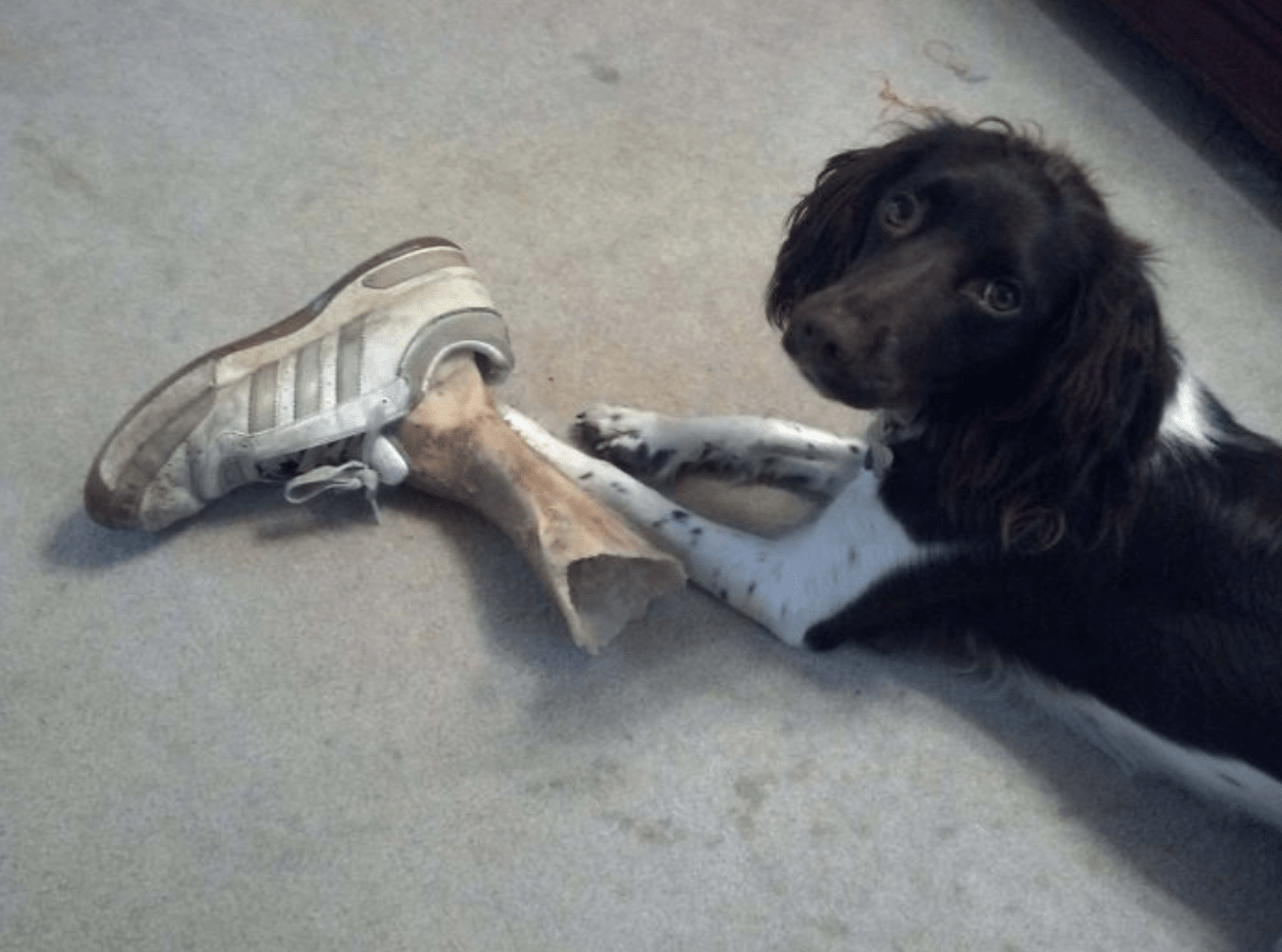 Top 20 Pet Moments That Made Their Owners Think Twice (PHOTOS)