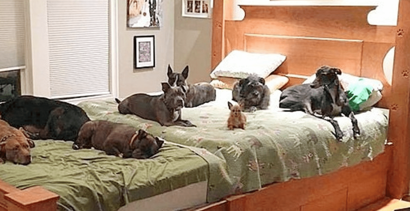 VIDEO: Couple builds huge bed to fit all 8 of their rescue dogs