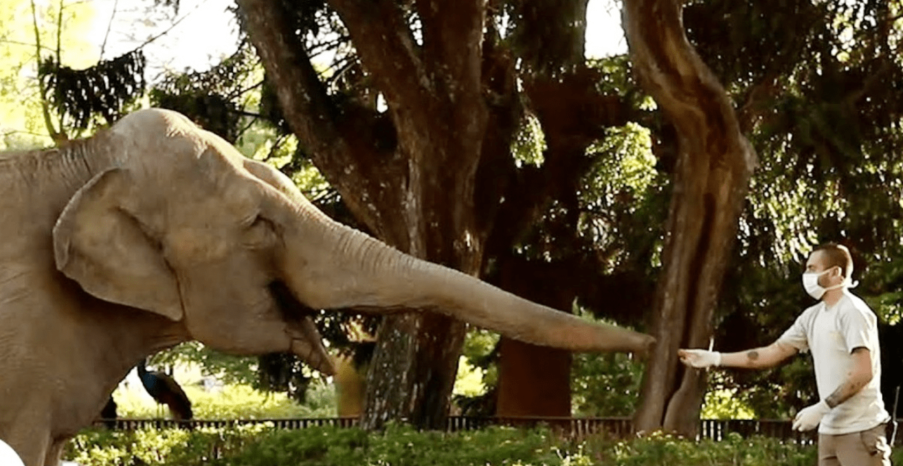 VIDEO: Elephants step into grass for very first time after 20 years in concrete pit