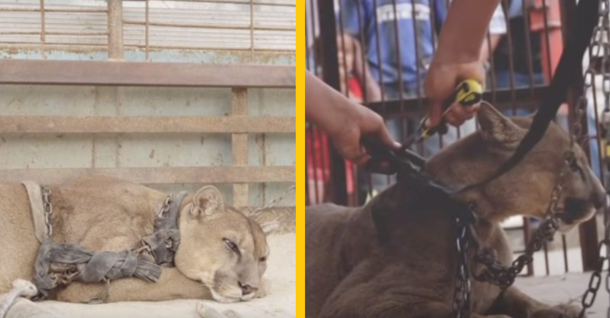 VIDEO: Mountain Lion Relieved After 20 Years Of Forced Circus Steps Outside And Smells Freedom