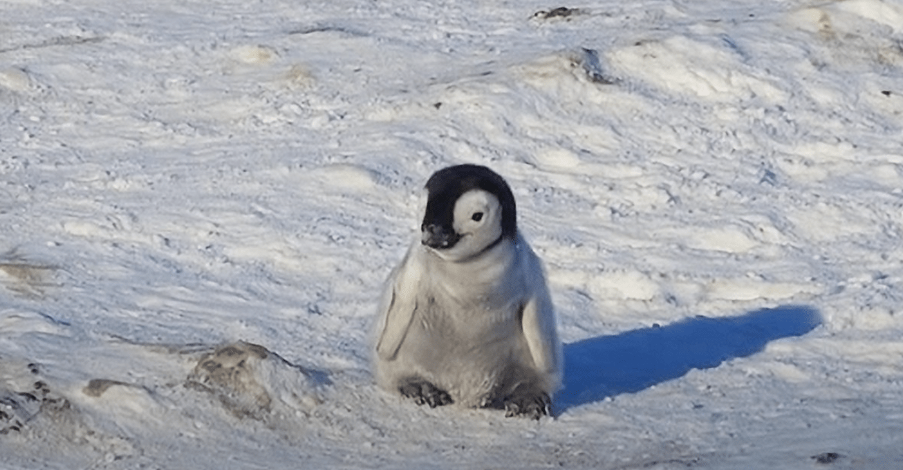 VIDEO: Adorable tiny baby penguin goes on a quest to make friends