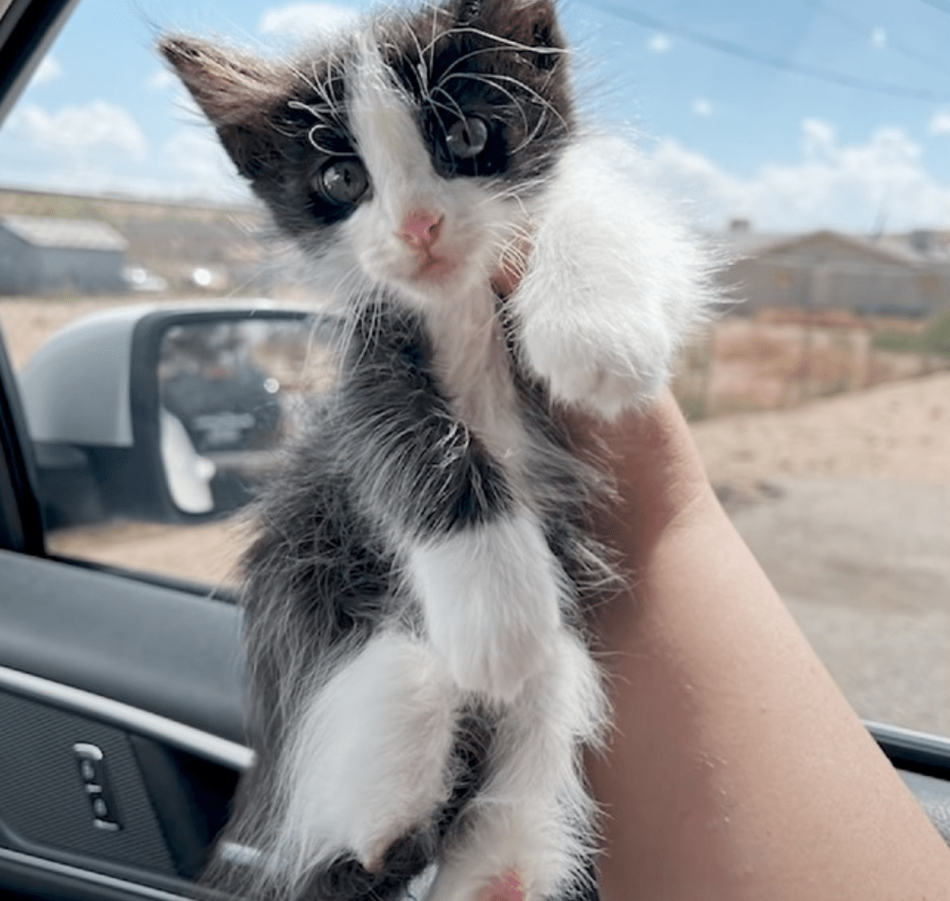 VIDEO: Cute grandma comes up with an idea to help kitten run again