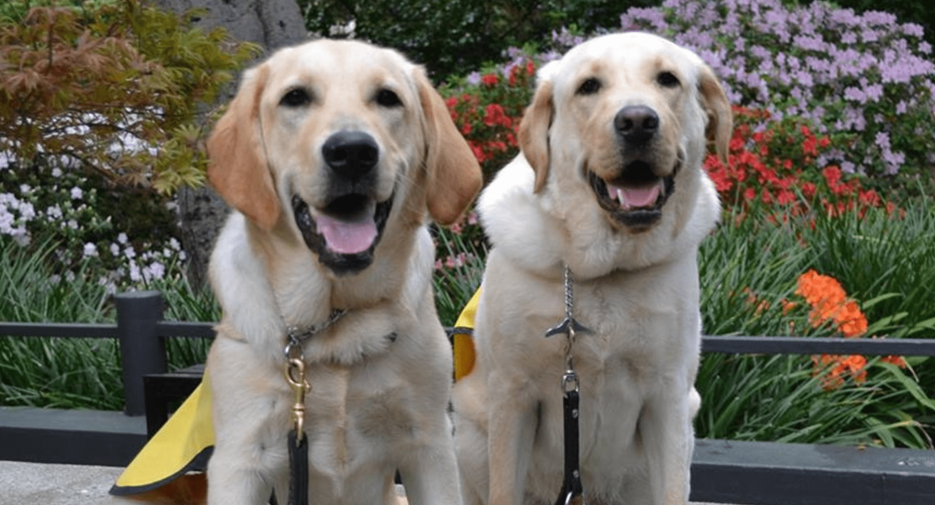 VIDEO: Service dog in training is so excited when he meets his favorite character at Disney