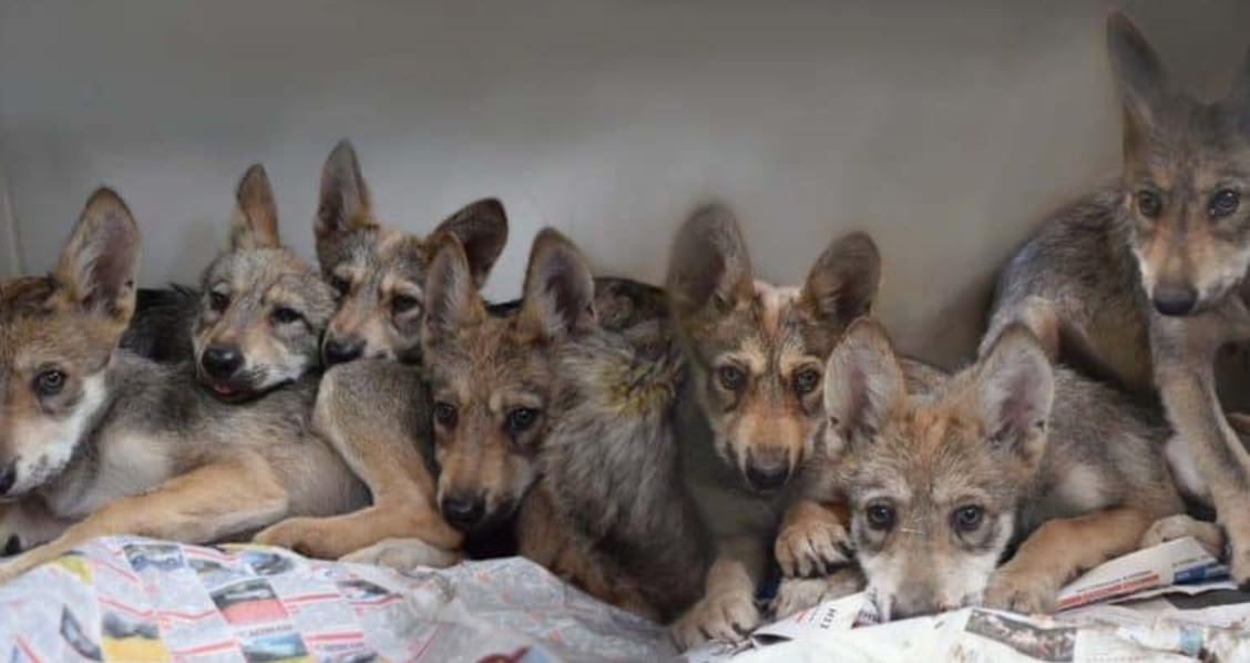 VIDEO: A litter of seven endangered Mexican Gray wolves have been born and so the hope is up again